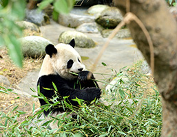 【玩轉成都】5天4晚：大熊貓繁育基地·三星堆博物館·樂山大佛·都江堰