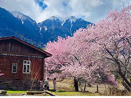 【桃花林拉】林芝波密巴松措桃花專享拉薩布達拉宮大昭寺羊湖7天6晚